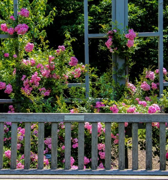 Deanna Rose Park